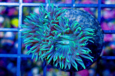 Duncan Frag GREEN
