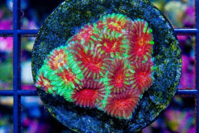 Favia Frag RED MULTI COLOR EYES