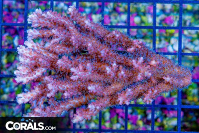 Acropora – Australia (Blue Video Inside!)
