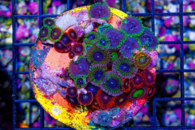 CRAZY COLLECTOR Zoanthid Colony – Indonesia SUPER ULTRA Mix! (BLUE VIDEO INSIDE!)