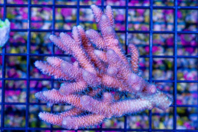 Acropora – Australia (Blue Video Inside!)