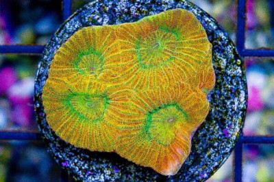 Favia Frag GLOWS!