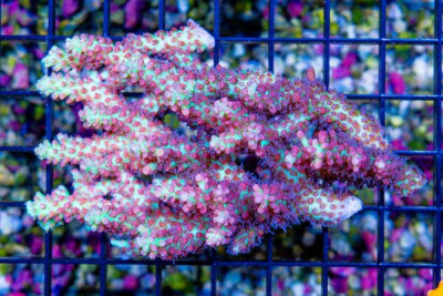 Acropora – Australia STRAWBERRY SHORTCAKE (Blue Video Inside!)