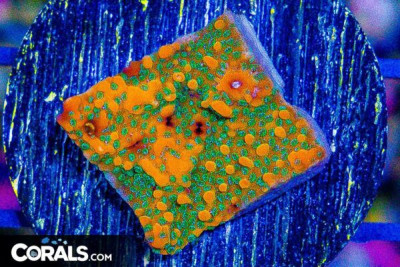 Montipora Frag Super Orange Glowing w/ Green Polyps!
