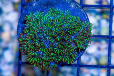 Sympodium Frag