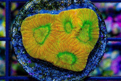 Favia Frag GLOWS!