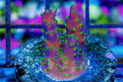 Acropora Frag