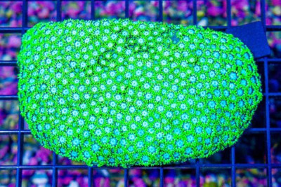 Goniopora – Australia Neon Green