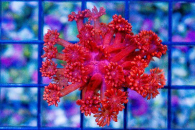 SUPER RED Goniopora Frag ULTRA GLOWS Aussie