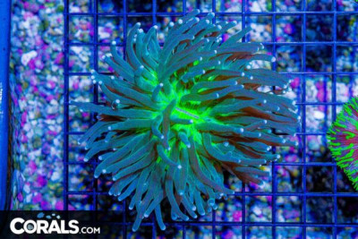 Heliofungia – Australia GREEN