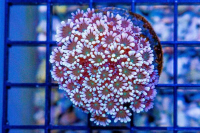 Alveopora Frag ULTRA GLOWS UNDER BLUES!