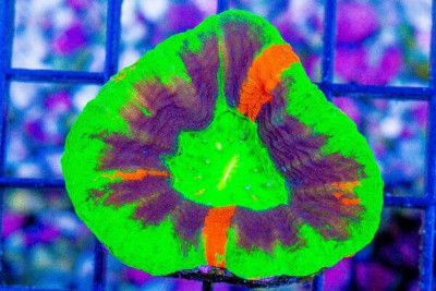INSANE MASTER Scolymia! – Australia COLLECTOR’S CORAL (Blue Video Inside!)