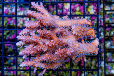 Acropora Colony – Australia (BLUE VIDEO INSIDE!)
