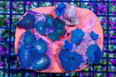 ULTRA DISCO Mushroom Colony – Indo