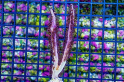 Gorgonia – Gold Flat Blade – Photosynthetic
