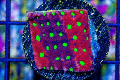 ULTRA WAR Favia Frag