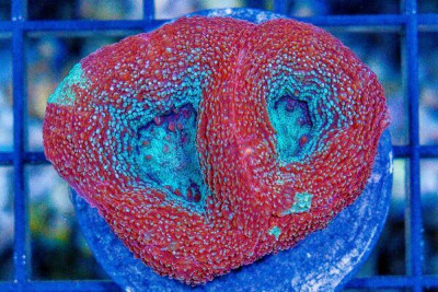 ULTRA Acan Bowerbanki – Frag BIG POLYP BLUE PINK/RED