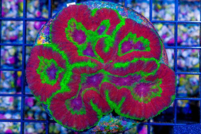 Lobophyllia/Symphyllia – Indo SUPER ULTRA (BLUE VIDEO INSIDE!)