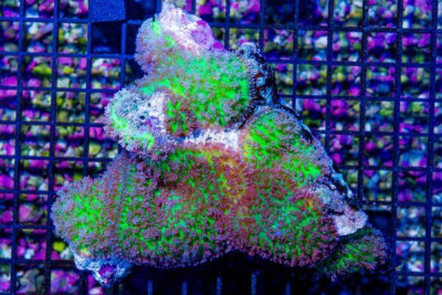BIG Hairy Mushroom – Fiji