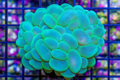 Bubble Coral – Indonesia – GREEN
