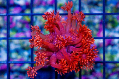 SUPER RED Goniopora Frag ULTRA GLOWS Aussie