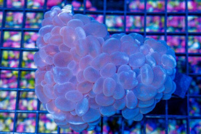 BIG Pearl Bubble Coral – AUSSIE