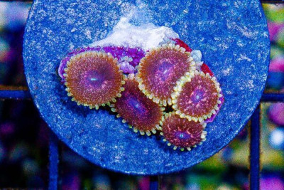 Zoanthid Frag Super ULTRA