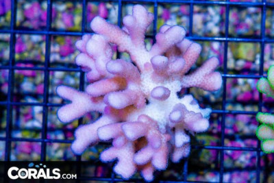 Stylophora Colony – FIJI – PINK