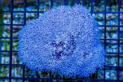 Pipe Organ – FIJI – TONS OF POLYPS!