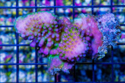 Pocillopora Colony – FIJI – Green/Pink