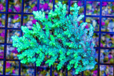 Acropora Colony – Australia 2 Tone Green
