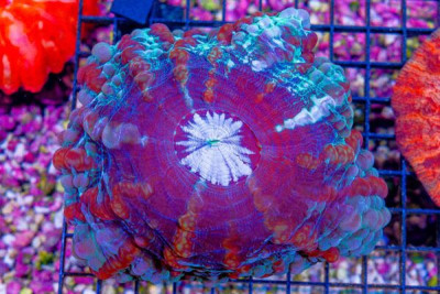 PUFFY Cynarina/Indophyllia – INDO (Blue Video Inside!)