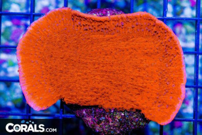 Montipora – MINI COLONY on Base!