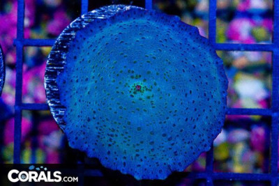 Mushroom Frag Discosoma Blue