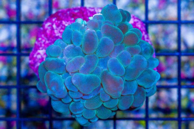 Bubble Coral – MINI COLONY on Base!