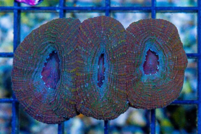 Acan Bowerbanki – Australia TRIPLE HEADER!