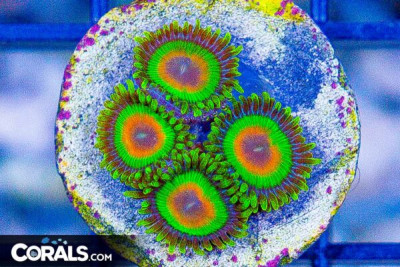 RASTA Zoanthid Frag – Aquacultured