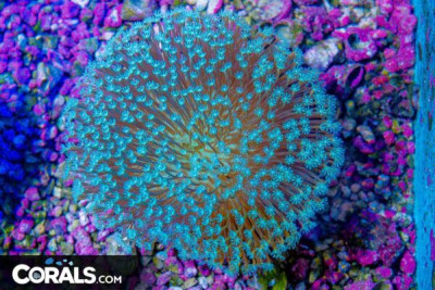 Toadstool Leather – Aussie
