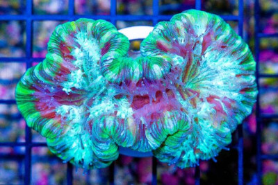Trachyphyllia – FIJI Green
