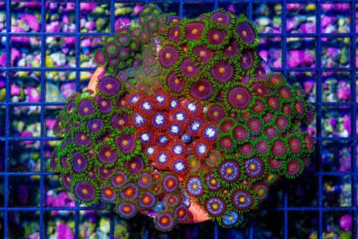 Zoanthid Colony – Indonesia ULTRA MIXED! (BLUE VIDEO INSIDE!)