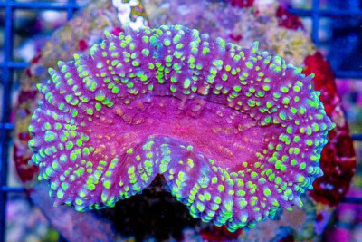 Carpet Lobophyllia/Symphyllia – Indo SUPER ULTRA (Blue Video Inside!)
