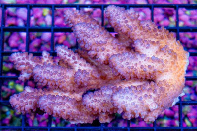 Acropora Colony – Australia (BLUE VIDEO INSIDE!)