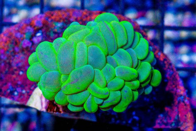 Bubble Coral – Indonesia – TOXIC SPLATTER (Blue Video Inside!)