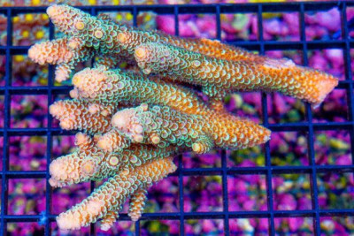 Acropora Colony – Australia (BLUE VIDEO INSIDE!)