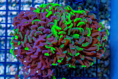 Hammer Wall – Aussie Toxic BiColor!