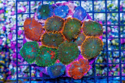 Mushroom Colony Rhodactis RAINBOW – INDO Loaded! (Blue Video Inside!)