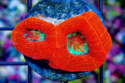 ULTRA Acan Bowerbanki – Frag BIG POLYP