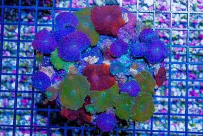 BIG RAINBOW COLOR Mushroom Colony – Indo (Blue Video Inside!)