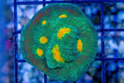 DAFFODIL Chalice Frag – Aquacultured (WYSIWYG)