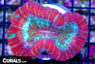 Trachyphyllia – FIJI RED